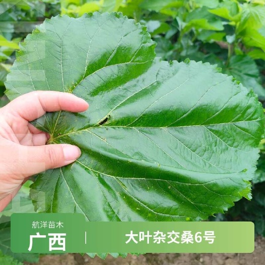 大叶杂交桑6号桑树苗广西河池产地直发常年供货