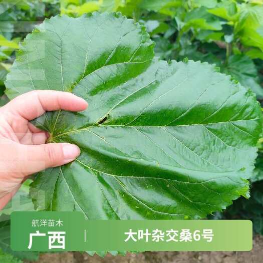 河池大叶杂交桑6号桑树苗广西河池产地直发常年供货