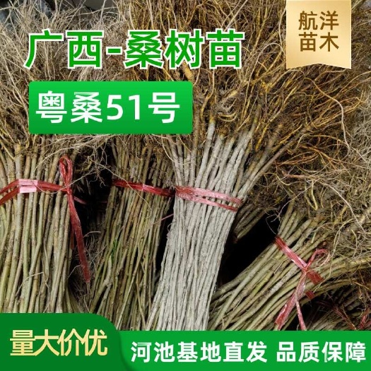 粤桑51号桑树苗广西河池产地直发量大价优常年供货