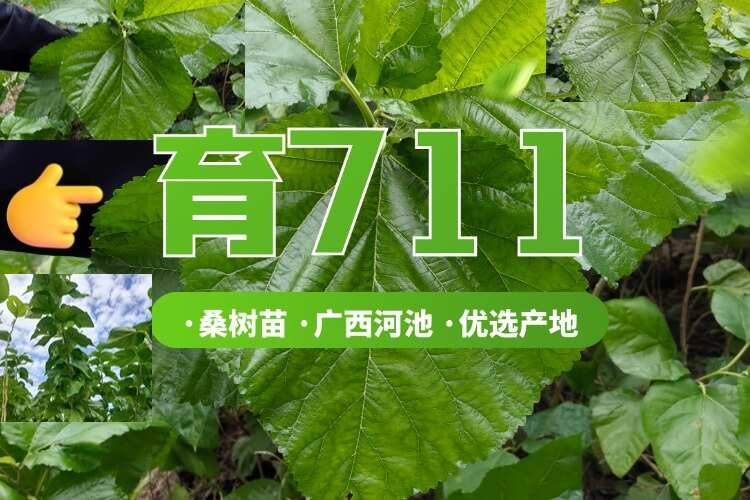育711桑树苗常年供货广西河池产地直发