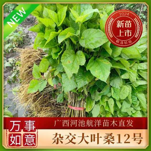 河池杂交大叶桑12号桑树苗常年供货广西河池直发
