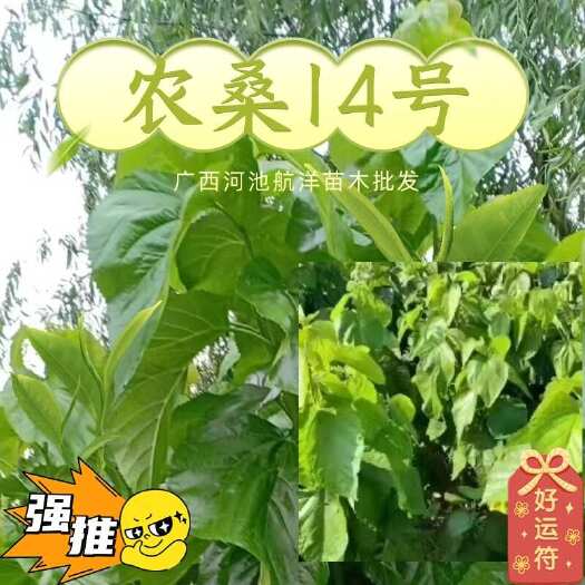 农桑14号桑树苗常年供货广西河池产地直发
