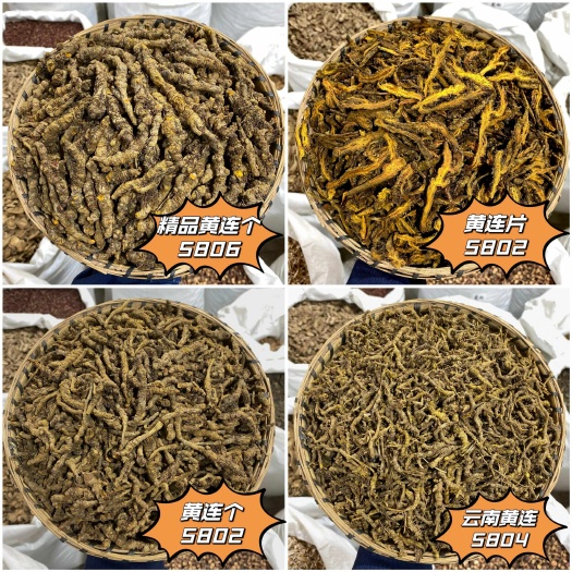 昆明黄连精选黄连片 出口级精品黄连个头