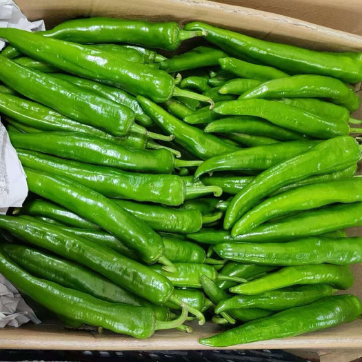 遂溪县湛江鲜辣椒，青皮椒，货源充足，供应电商、市场、商超