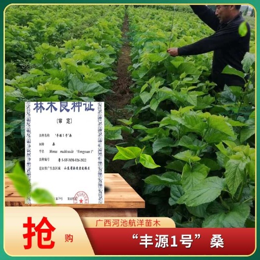 “丰源1号”桑树苗广西河池青贮饲料桑新品种适合山东