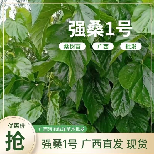 强桑1号桑树苗广西河池常年供货欢迎合作