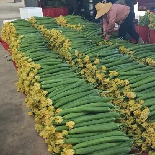 蒙自市丝瓜