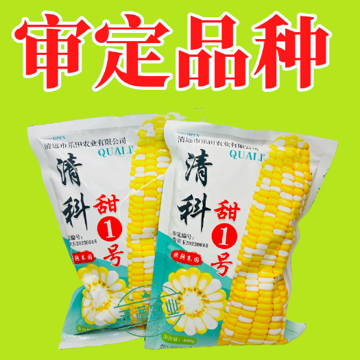 武汉金银双色优质水果玉米种子清科甜个头大甜嫩可口审定品种秋季种植