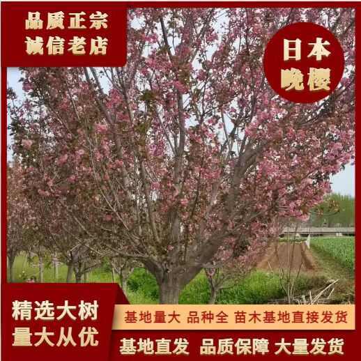郯城县12-20公分日本晚樱苗木 山东郯城直发 乔木绿化观赏树种