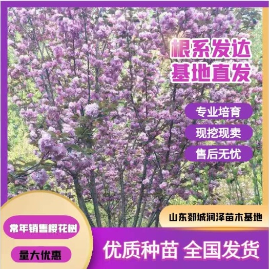 樱花树8-25公分长期直销