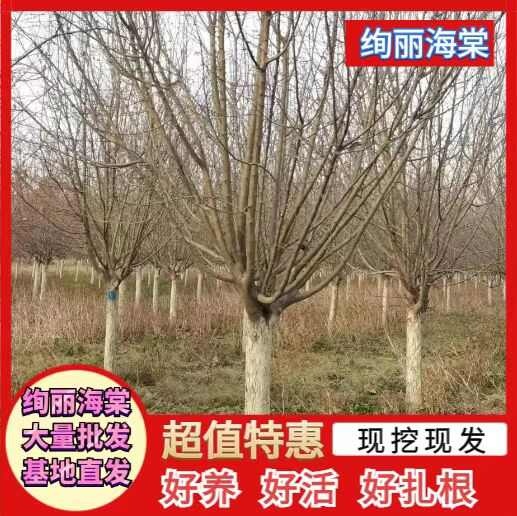 10公分绚丽海棠基地直销