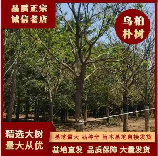 长期销售假植18-35公分乌桕朴树