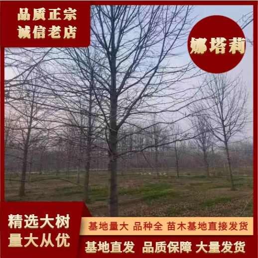 郯城县12-25公分娜塔莉基地直销