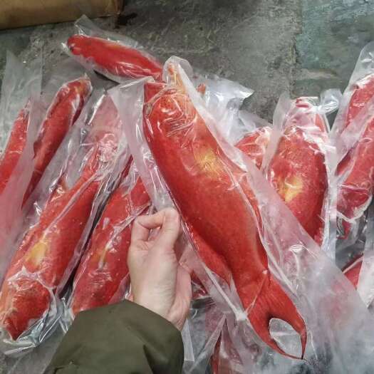 上海【高品质 燕尾斑】东星斑500-600g/条海捕红星燕尾斑鱼