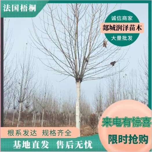 郯城县基地直销10-25公分法桐