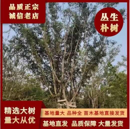 郯城县丛生朴树丛生榉树丛生红枫