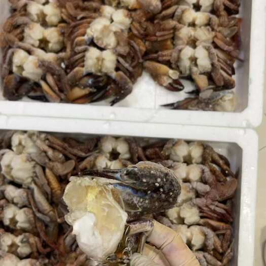 6斤去壳肉蟹排黑虎梭子蟹香辣蟹食材扁蟹肉蟹排黑蟹红蟹冷冻品