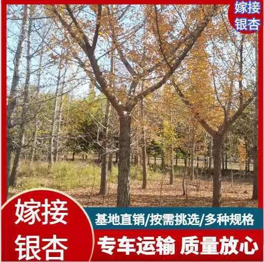 郯城县银杏树嫁接银杏金叶银杏
