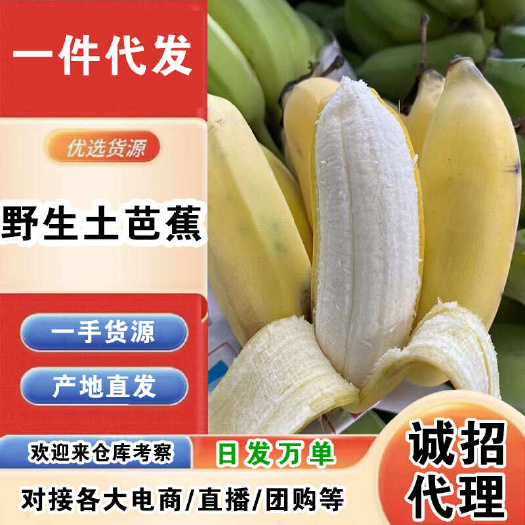 野生土芭蕉一件代发产地直发一手货源对接各大电商平台