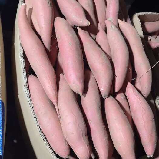 凌海市凌海精品烟薯25颜色红色皮！沙土地！条形好