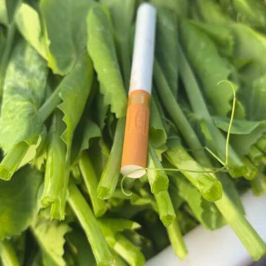 新沂市二茬豆尖 上货咯
