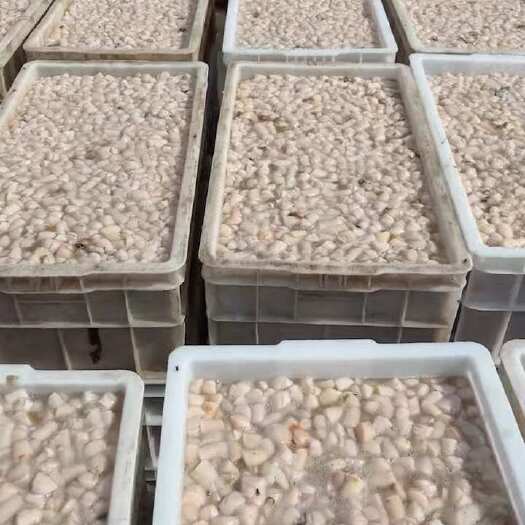 莱州市每斤80-120粒 量大优惠