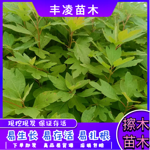 奉新县【基地直发】精选擦木地苗，杯苗，量大价优，欢迎咨询