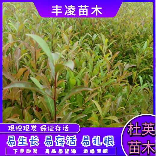 【产地直发】自家苗圃，杜英杯苗，地苗，大批量走货，欢迎咨询
