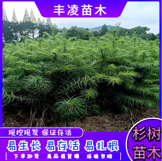 奉新县【自家苗圃】杉木杯苗，地苗，易养活，支持技术种植指导