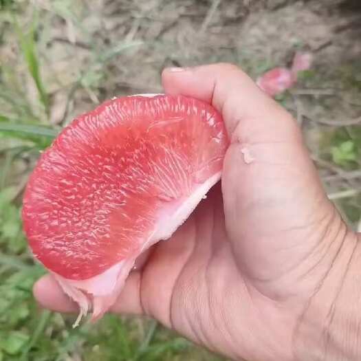 红宝石 泰国青柚 大量供货