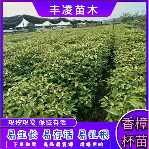 【苗圃直发】香樟杯苗，量大价优，基地直供，大批量现货