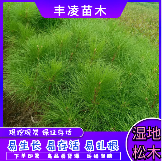 【基地直发】自家苗圃，湿地松杯苗地苗，支持技术种植指导