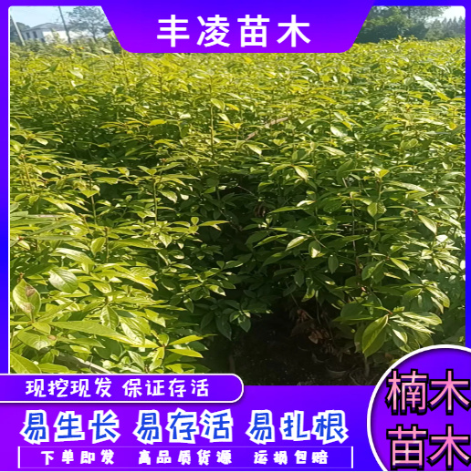 大量现货，自家苗圃，楠木杯苗，量大价优，欢迎咨询