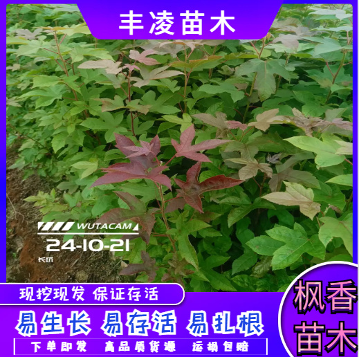 奉新县基地直供，枫香杯苗，自家苗圃，量大价优