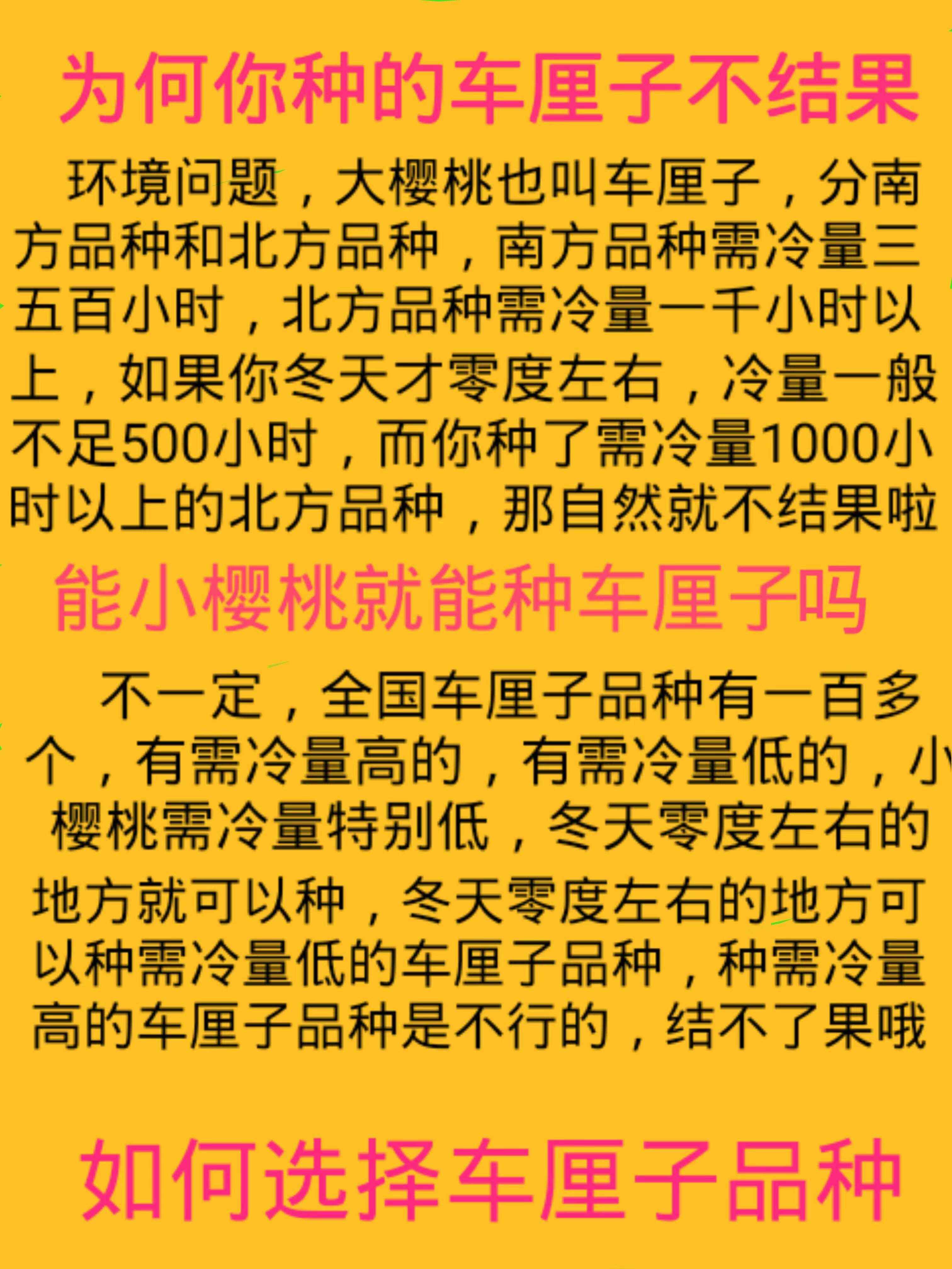 车厘子树苗樱桃树苖大樱桃苗南方北方种植水果树果苗当年结果