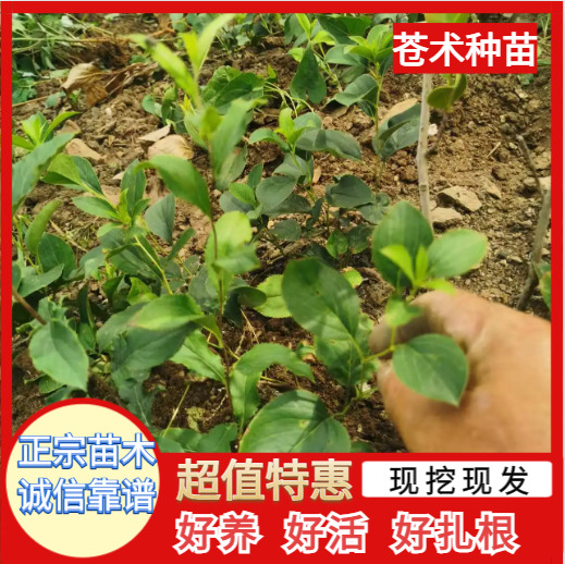 新县朱砂点北苍术种苗苗场直销价格便宜