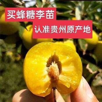 李子树苗嫁接蜂糖李晚熟脱骨李青脆李子苗南北方种果树苗当年结果