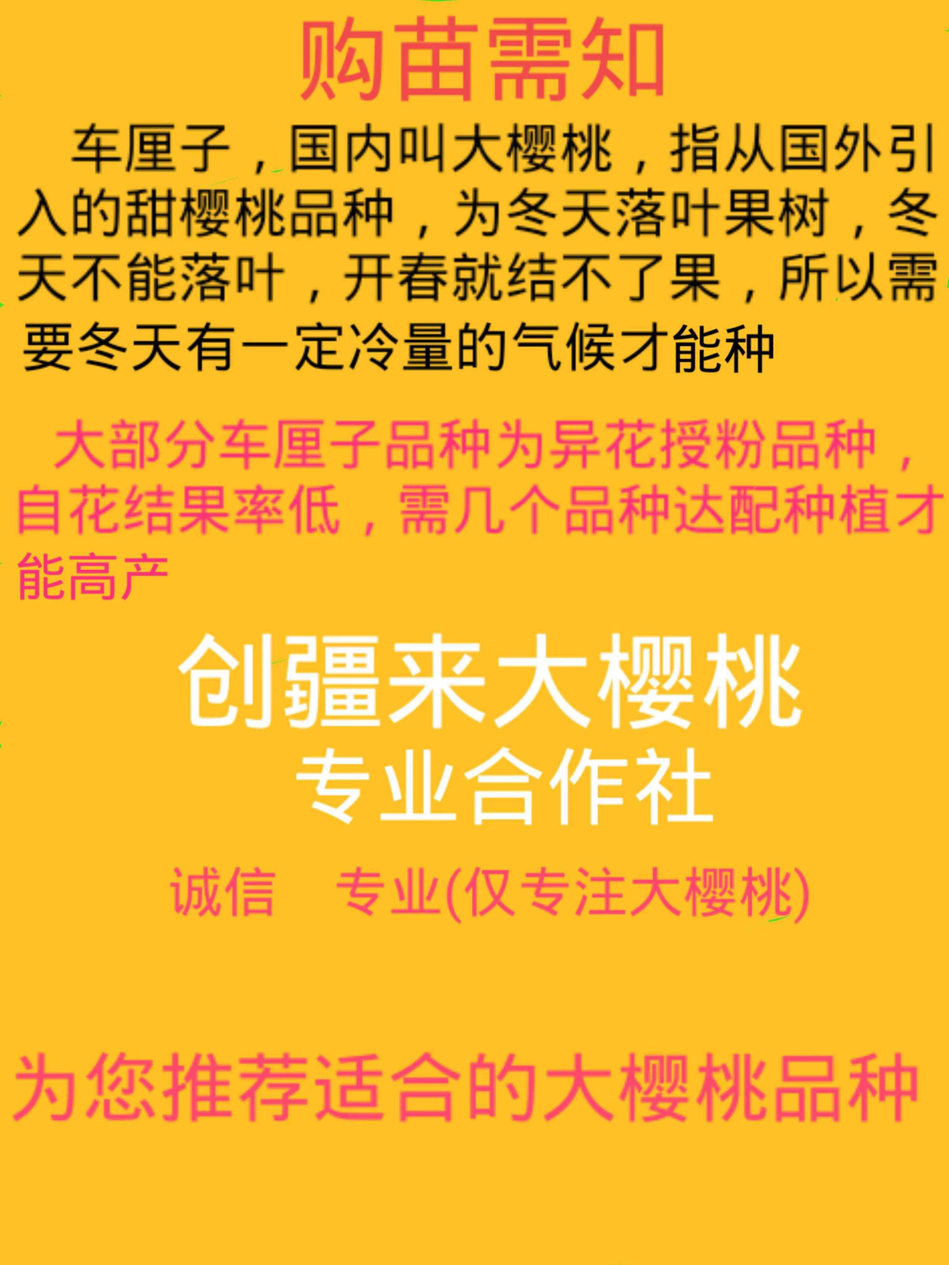 车厘子树苗樱桃树苖大樱桃苗南方北方种植水果树果苗当年结果