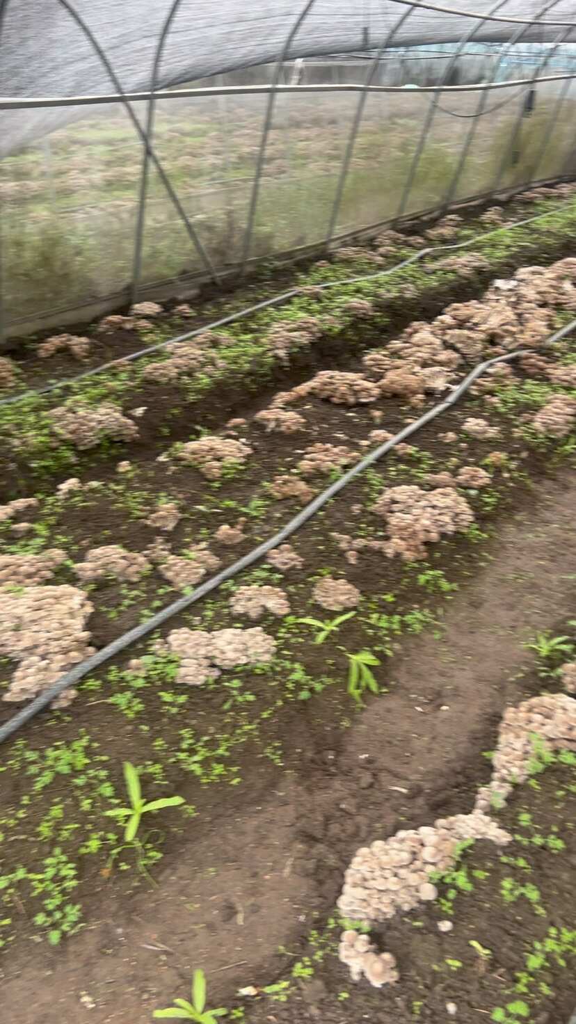 一窩菌（復土鹿茸菇）