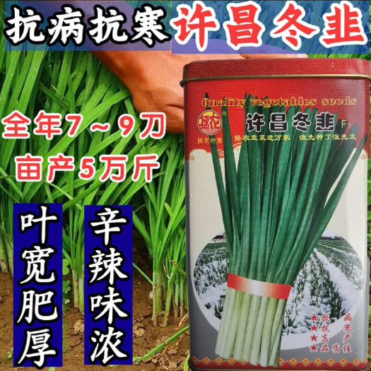 许昌冬韭韭菜种子 宽叶大叶全年不无休眠耐热 耐寒