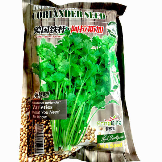 济南美国铁杆香菜种子大叶耐热速生 芫荽籽 四季调味耐抽苔大田种植