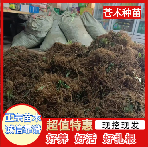 河南苍术种苗优质供应 快递物流确保安全到货 死亡补发