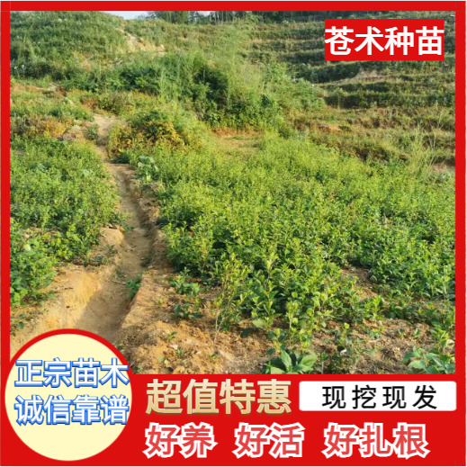 新县优质朱砂点北苍术种苗