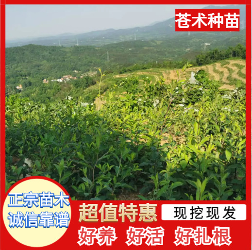 长沙朱砂点北苍术种苗产地直销