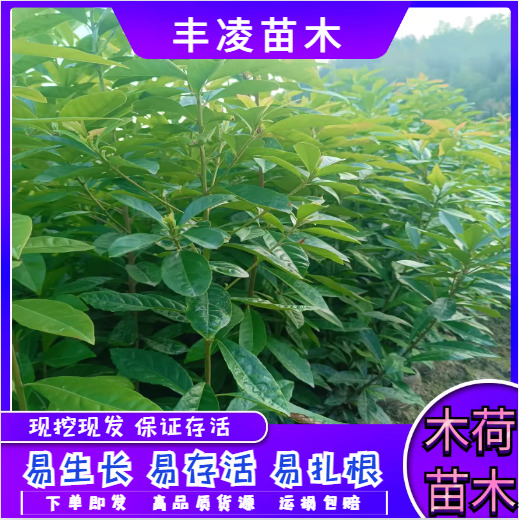 奉新县大量现货，自家苗圃，木荷地苗杯苗，量大价优，欢迎咨询