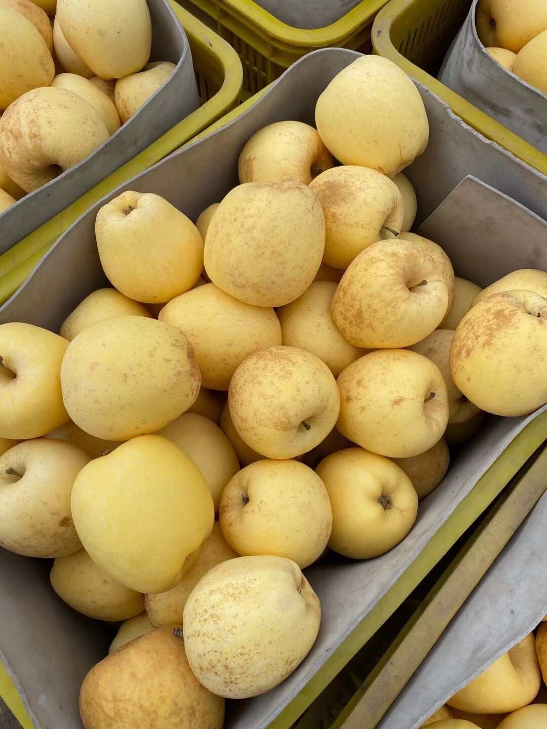 山东黄金维纳斯苹果一件代发产地直发一手货源对接各大电商平台