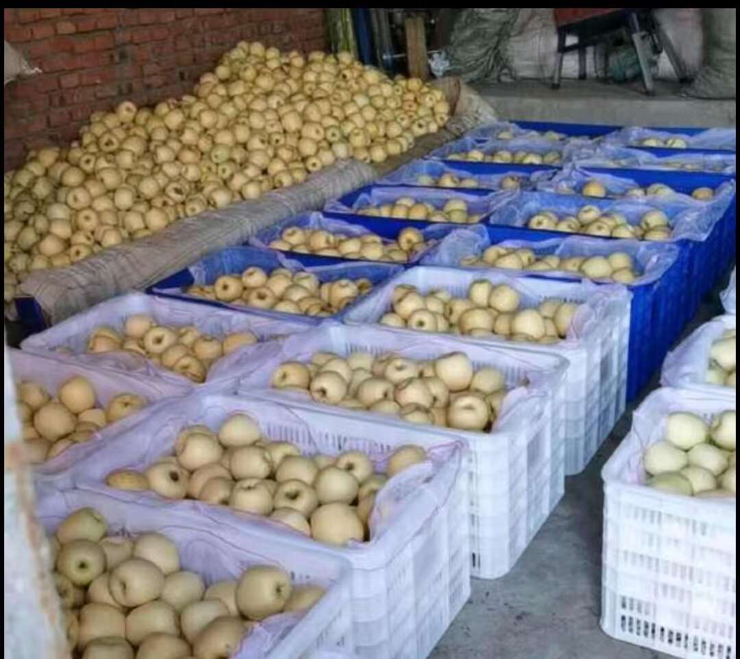 山东黄金维纳斯苹果一件代发产地直发一手货源对接各大电商平台