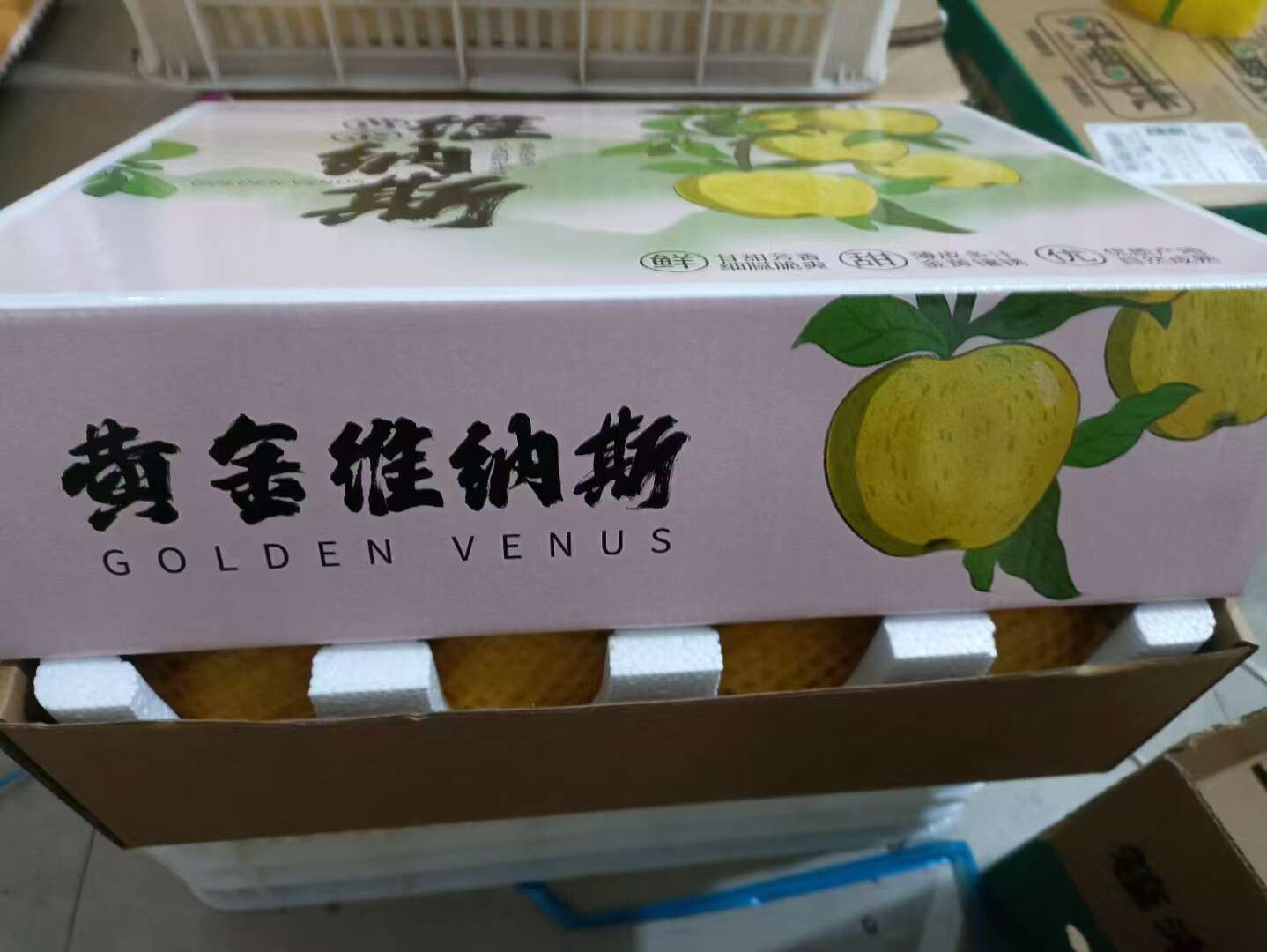 山东黄金维纳斯苹果一件代发产地直发一手货源对接各大电商平台