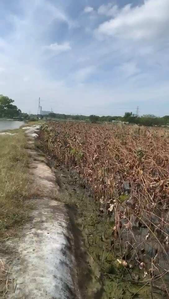 江苏苏州常熟新鲜红莲藕批发直供