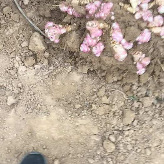 灵宝市沙地洋姜，大量上市，有需要的联系我